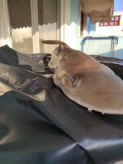 Mustelus mustelus