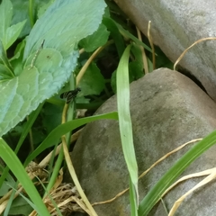 Tritoxa flexa