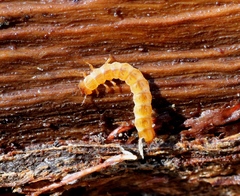 Cucujus cinnaberinus