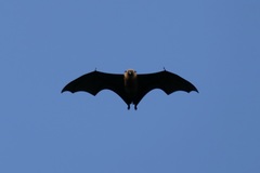 Pteropus seychellensis