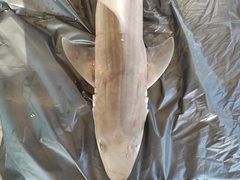 Mustelus mustelus
