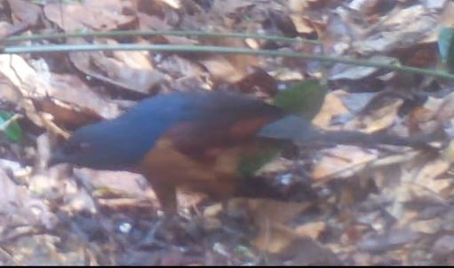 Gabon Coucal