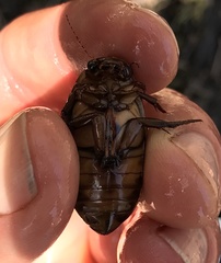 Dytiscus cordieri