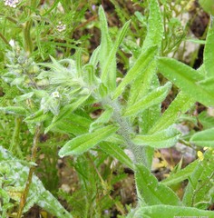 Nonea echioides