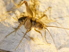 Ceuthophilus pallidus