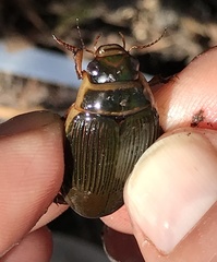 Dytiscus cordieri