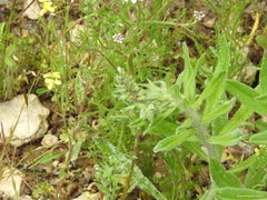 Nonea echioides