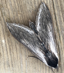Sphinx perelegans