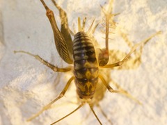 Ceuthophilus pallidus