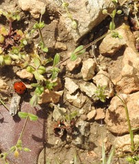 Cerastium brachypetalum