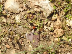 Cerastium brachypetalum