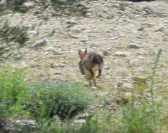 Lepus granatensis