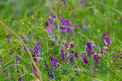 Vicia villosa varia