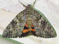 Catocala umbrosa