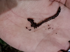 Lumbricidae