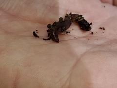 Lumbricidae