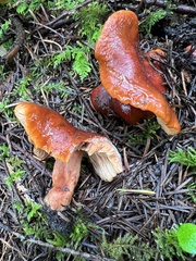 Lactarius substriatus