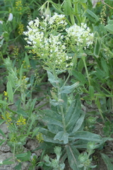 Lepidium draba
