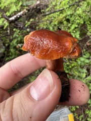 Lactarius substriatus