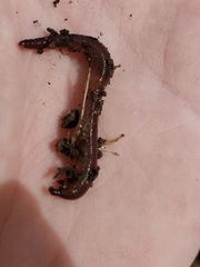 Lumbricidae