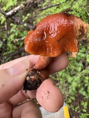 Lactarius substriatus
