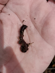 Lumbricidae