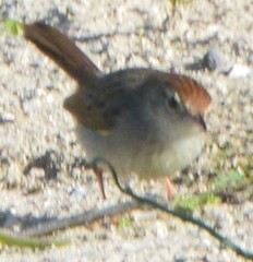 Cisticola subruficapilla