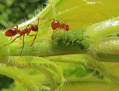 Aphis urticata