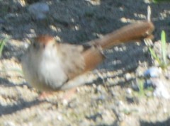 Cisticola subruficapilla