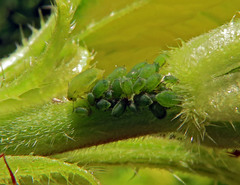 Aphis urticata