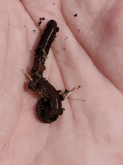 Lumbricidae