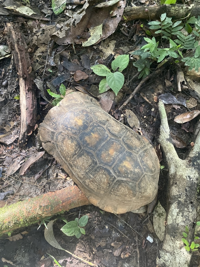 Brazilian Giant Tortoise in April 2022 by carlavacapinacho. Terrestrial ...