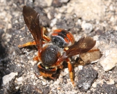 Rhodanthidium