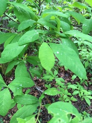 Oemleria cerasiformis