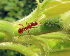 Aphis urticata