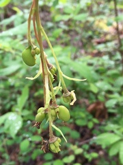 Oemleria cerasiformis