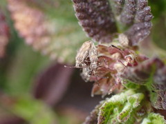 Teleonemia scrupulosa