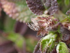 Teleonemia scrupulosa