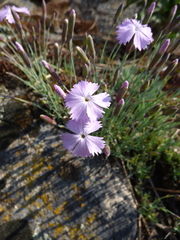 Dianthus gratianopolitanus