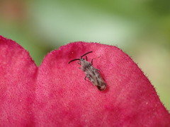 Teleonemia scrupulosa