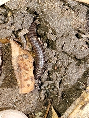 Julidae