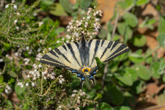 Iphiclides podalirius