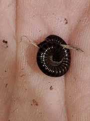Julidae