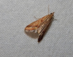 Achyra coelatalis