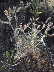 Astragalus brauntonii