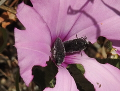 Acmaeodera cylindrica