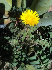 Sonchus