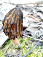 Morchella semilibera