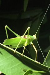 Platylyra californica