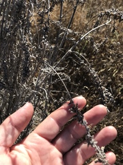 Astragalus brauntonii